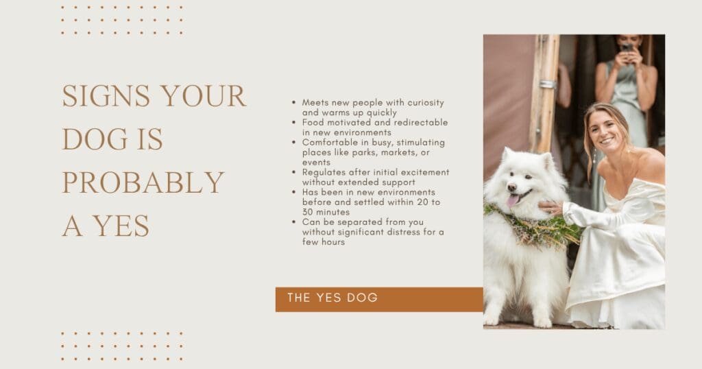 Description of dogs that might be good for wedding days. 